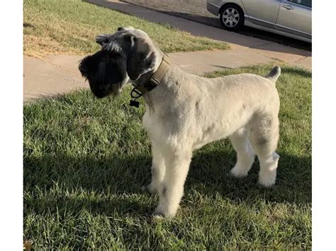 AKC Giant Schnauzer Puppies For Sale In St George Puppies For Sale