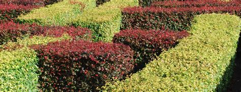 How Do I Plant A Mixed Hedge Hedge Xpress Buy Online Hedges And