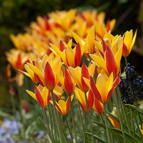 A Photograph Of The The Spring Flowering Tulip Bulbs Cultivar Clusiana Tubergens Gem Gems For