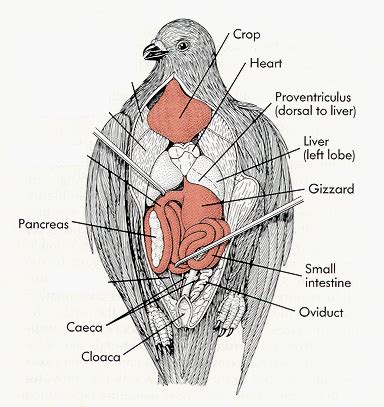 Pigeon Anatomy