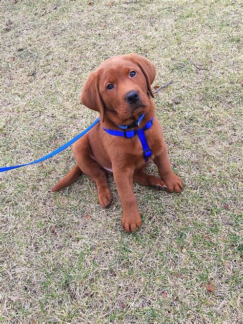 Meet Our Fox Red Labrador Retriever Named Malkin Labrador Meet Our Fox