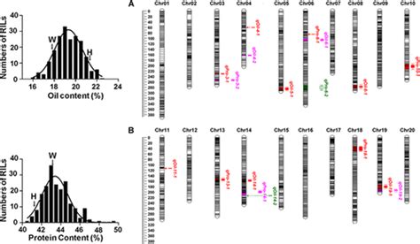 Identification And Mapping Of Stable Qtls For Seed Oil And Protein