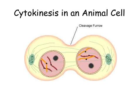 T2k© Cell Division Ppt Download