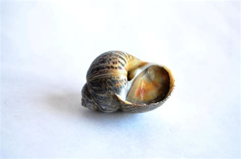 Free Picture Shell Snail Mollusk Snail Animal Invertebrate