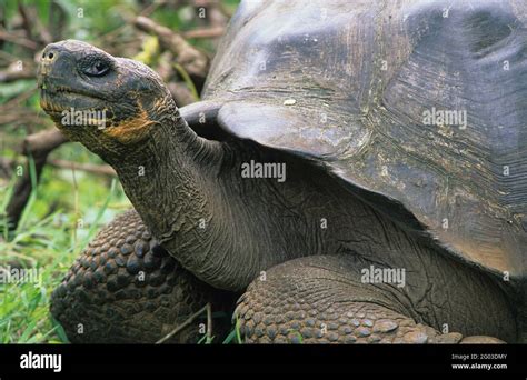 Tortue G Ante Chelonoidis Nigra Les Galapagos Quateur Am Rique