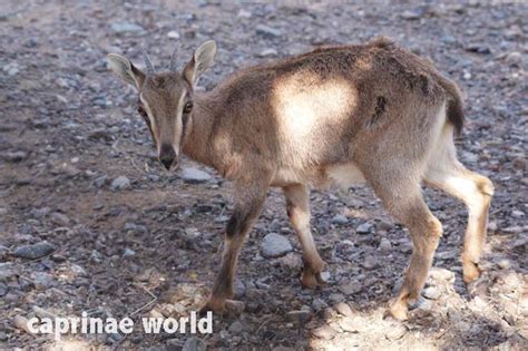 Arabian Tahr (Arabitragus jayakari) – Ralfs' Wildlife and Wild Places