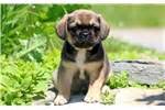 Puggle Puppies for Sale from Reputable Dog Breeders