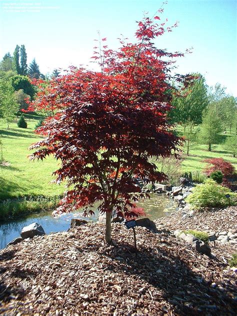 Plantfiles Pictures Acer Japanese Maple Red Emperor Acer Palmatum