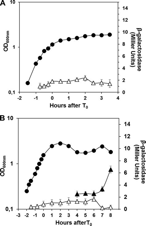 Expression Of Aag During B Subtilis Growth And Sporulation A