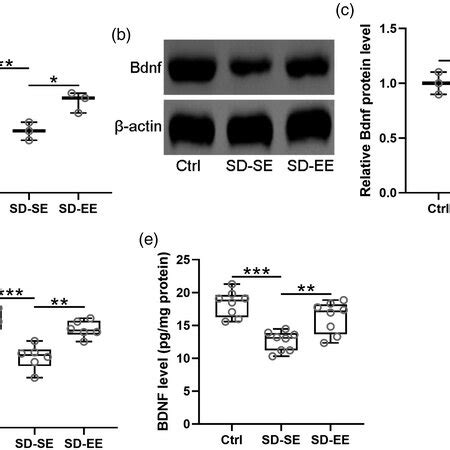 Exposure To Enriched Environment Improved Bdnf Expression In The