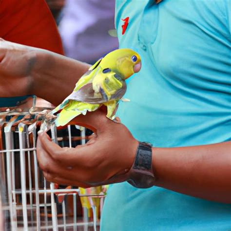 The Ultimate Guide To Parakeets For Sale Everything You Need To Know