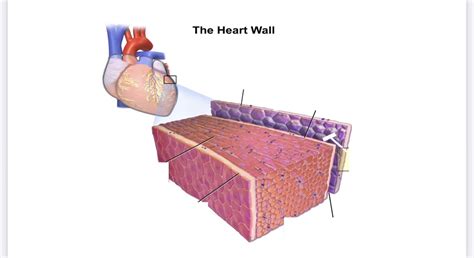 Layers of the Heart Diagram | Quizlet