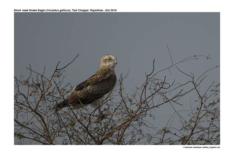 Short Toed Snake Eagle Iucn