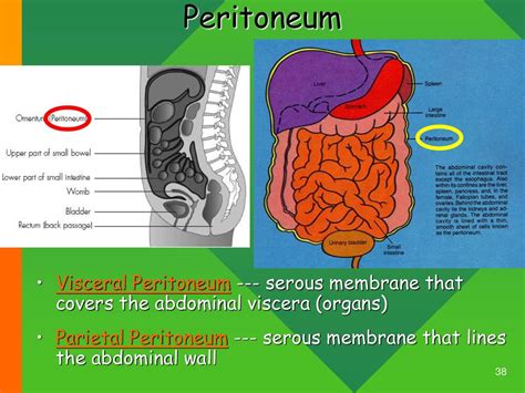 Introduction To Anatomy And Physiology Ppt Download