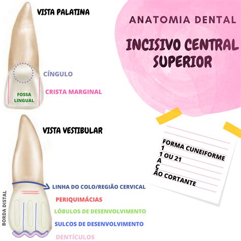 Anatomia Dental Incisivo Anatomia Dental E Oclusão