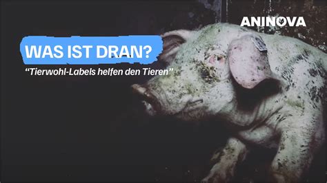 Helfen Tierwohl Labels Den Tieren YouTube