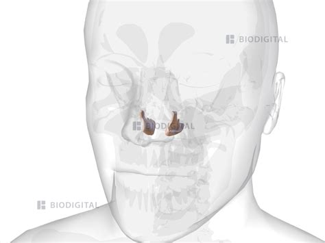 Inferior nasal concha | BioDigital Anatomy