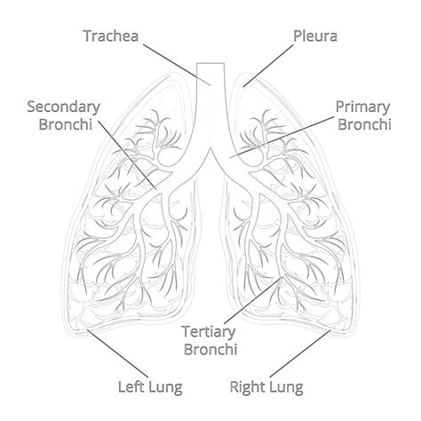 Printable Structure Of The Lungs Coloring Page - Mimi Panda