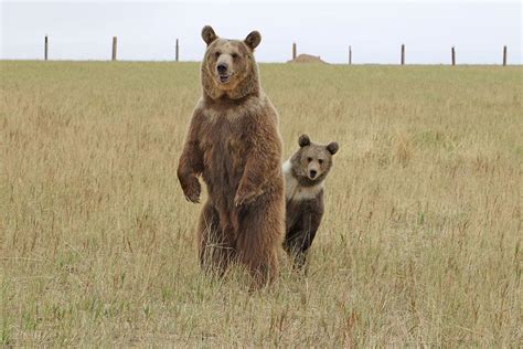 Explore Colorados Wild Animal Sanctuary