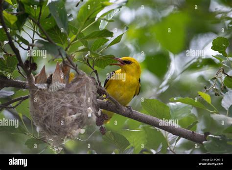 Golden oriole and nest hi-res stock photography and images - Alamy