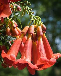 Trumpet Vine Pruning | Chicago Botanic Garden