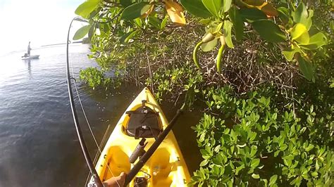 Fishing The Skinny Mangrove Snapper On Topwater Florida Keys Key