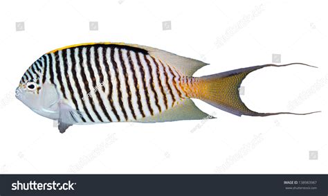 Zebra Angelfish Genicanthus Caudovittatus Isolated On Stock Photo