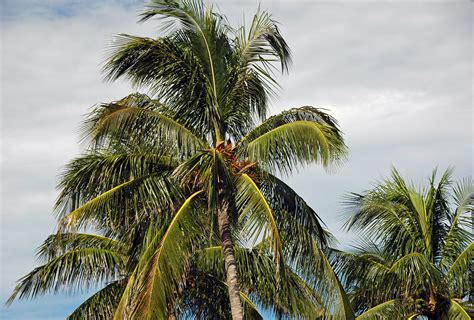 Cocos Nucifera Coconut Palm Trees Sanibel Island Flori Flickr