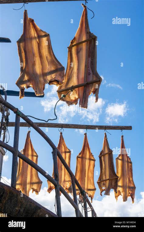 Madeira Portugal Madeira Camara De Lobos Salt Cod Bacalhau Drying In