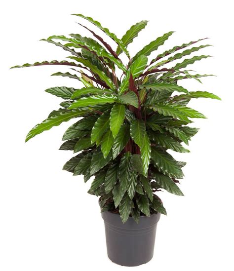 Acheter Calathea Rufibarba Bonne Qualit Fleurdirect Fr