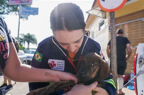 Mais De Mil Animais J Foram Resgatados Das Enchentes Ms Not Cias