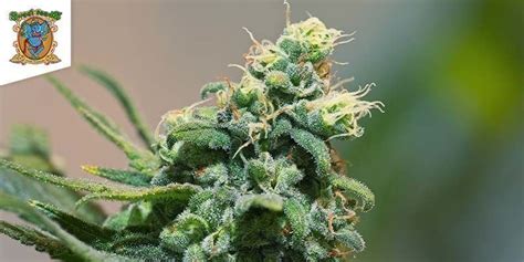 Top 5 High Cbd Cannabis Strains Zamnesia