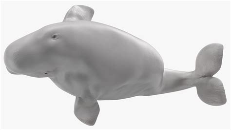 Beluga Whale Young Performance Pose 3d Model 99 3ds Blend C4d