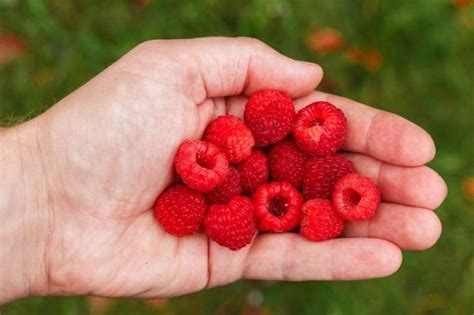 Té De Hojas De Frambuesa Embarazo Propiedades Y Beneficios Frutas