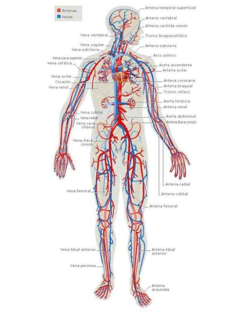 Aparato circulatorio humano órganos y funcionamiento