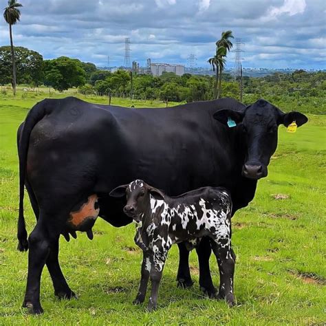 Só Vacas Leiteiras On Instagram Coisa Linda Demais 🚀 Siga Nossa