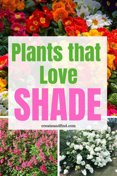 The 10 Best Plants That Grow In Shade Artofit