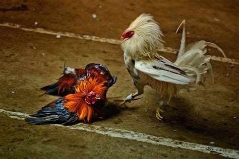 Cara Menguatkan Kaki Ayam Bangkok Yang Lemas