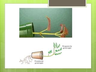 Plant hormones | PPT