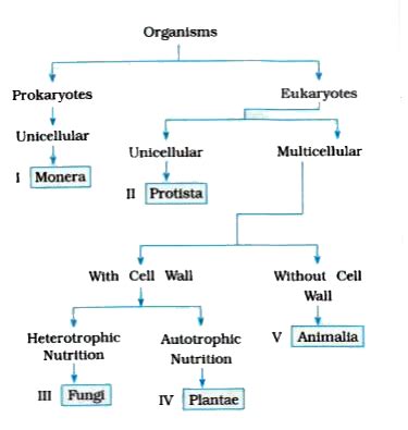 Five Kingdom Classification Flow Chart