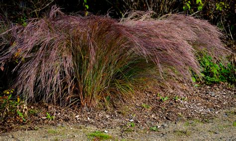 Little Bluestem Direct Native Plants