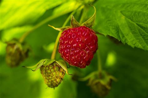 Free Images Nature Fruit Berry Flower Summer Food Produce