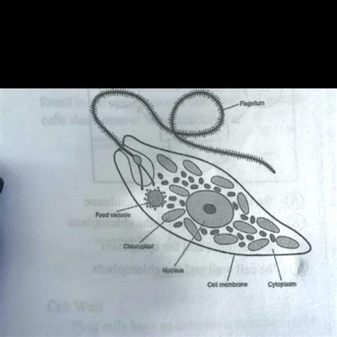 Diagram Of Euglena With Full Label Euglena Structure Diagram