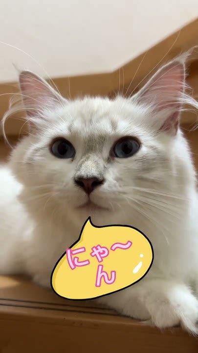 子猫の名前を呼んだら可愛いお返事が返ってきました🥰5年間の健康保証付き 子猫のご家族様募集中です。サイベリアン専門キ