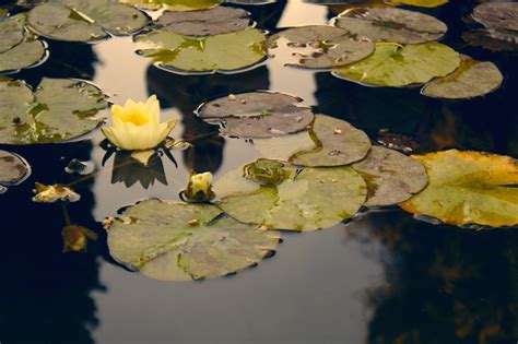 Free Images Tree Branch Plant Leaf Flower Petal Pond Green