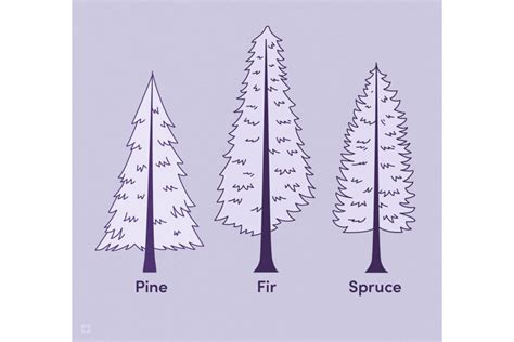 Christmas Tree Types | Wayfair