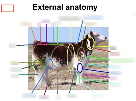 External Anatomy Cow Diagram Quizlet