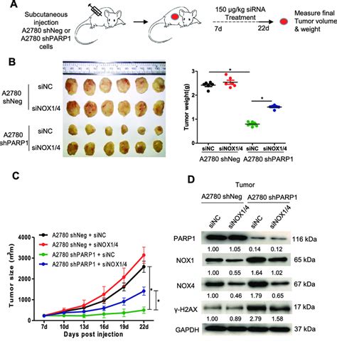 Depletion Of Nox1 And Nox4 Rescues Growth Of Parp1 Depleted Tumors A Download Scientific