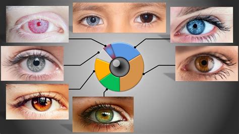 eye color gene probability chart fun facts eye color chart facts - eye color probability chart ...