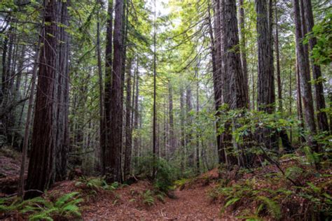 Indigenous knowledge helps protect the redwood forest – Mongabay Kids